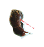 Snail stamp（個別スタンプ：4）