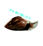 Snail stamp（個別スタンプ：6）
