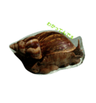 Snail stamp（個別スタンプ：7）