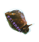 Snail stamp（個別スタンプ：9）
