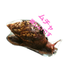 Snail stamp（個別スタンプ：15）