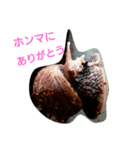 Snail stamp（個別スタンプ：16）