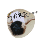 hinayutimes（個別スタンプ：1）
