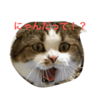 柚スタンプ（個別スタンプ：1）