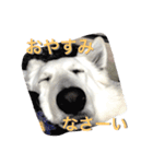 ワンコのスタンプ（個別スタンプ：2）