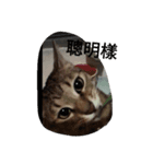 Cat sing（個別スタンプ：2）