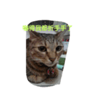 Cat sing（個別スタンプ：3）