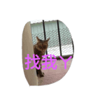 Cat sing（個別スタンプ：5）
