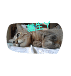 Cat sing（個別スタンプ：6）