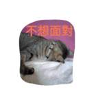 Cat sing（個別スタンプ：7）
