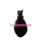 Cat sing（個別スタンプ：8）