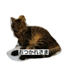 マイペースな猫の恋(れん)くん（個別スタンプ：1）