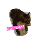 マイペースな猫の恋(れん)くん（個別スタンプ：2）