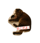 マイペースな猫の恋(れん)くん（個別スタンプ：3）