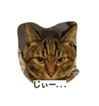 マイペースな猫の恋(れん)くん（個別スタンプ：5）