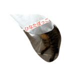マイペースな猫の恋(れん)くん（個別スタンプ：6）