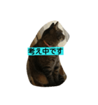 マイペースな猫の恋(れん)くん（個別スタンプ：7）