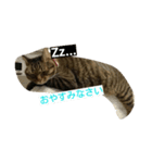 マイペースな猫の恋(れん)くん（個別スタンプ：8）