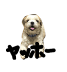 愛犬めるまー（個別スタンプ：1）