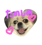 愛犬めるまー（個別スタンプ：2）