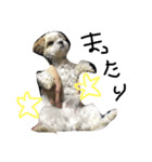 愛犬めるまー（個別スタンプ：3）