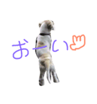 愛犬めるまー（個別スタンプ：4）