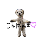 愛犬めるまー（個別スタンプ：5）