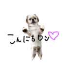 愛犬めるまー（個別スタンプ：6）