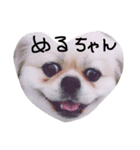 愛犬めるまー（個別スタンプ：7）