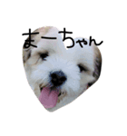 愛犬めるまー（個別スタンプ：8）