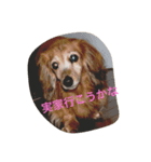dog kitty（個別スタンプ：1）