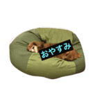 dog kitty（個別スタンプ：3）