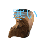 dog kitty（個別スタンプ：4）