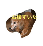 dog kitty（個別スタンプ：5）