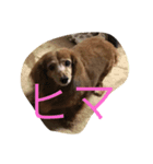 dog kitty（個別スタンプ：6）