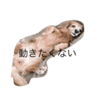 dog kitty（個別スタンプ：8）