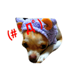 ビスコスタンプ（個別スタンプ：15）