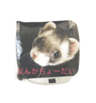 せっふゅ（個別スタンプ：1）