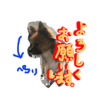 長男の大吉くん（個別スタンプ：19）