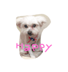 愉快な愛動物（個別スタンプ：3）