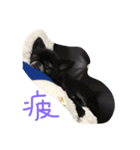 愉快な愛動物（個別スタンプ：6）