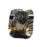 うちのミント（個別スタンプ：24）
