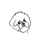 Special Bichon（個別スタンプ：1）