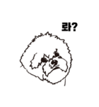 Special Bichon（個別スタンプ：2）