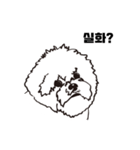 Special Bichon（個別スタンプ：3）