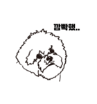 Special Bichon（個別スタンプ：4）