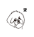 Special Bichon（個別スタンプ：7）