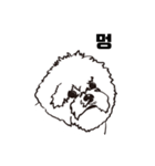 Special Bichon（個別スタンプ：9）