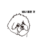 Special Bichon（個別スタンプ：12）