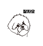 Special Bichon（個別スタンプ：13）